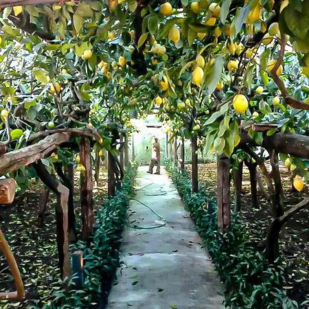 Limoneto Di Anna Villa Maiori Kültér fotó