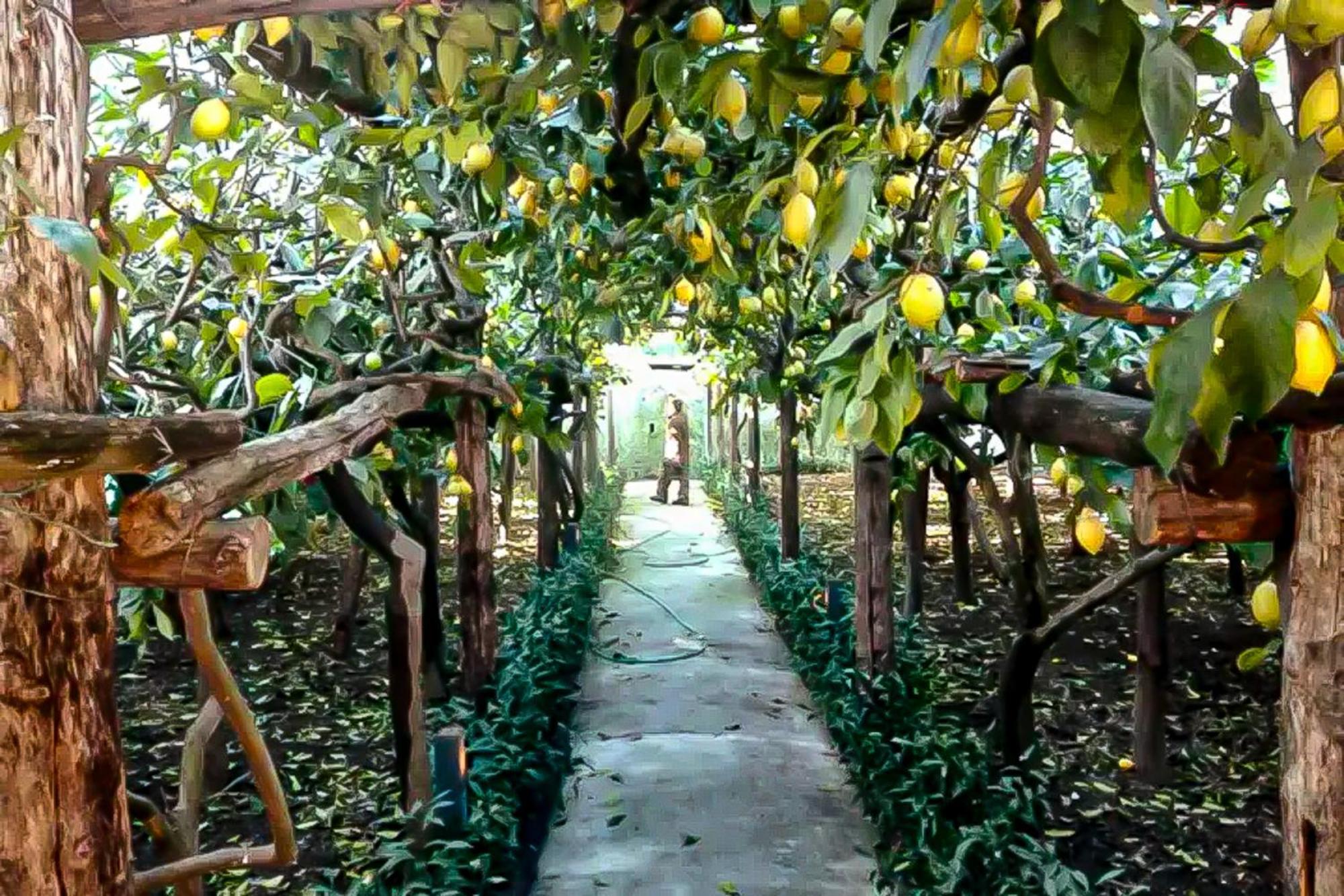 Limoneto Di Anna Villa Maiori Kültér fotó